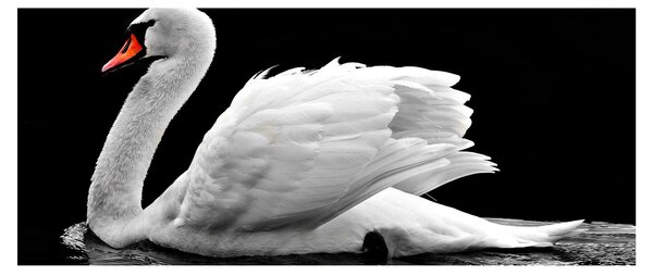 Obraz čiernobielej labute (120x50 cm)