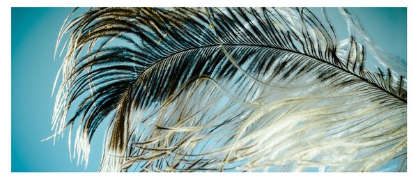 Obraz pierka (120x50 cm)