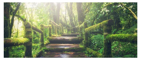 Obraz - drevené schody v lese (120x50 cm)