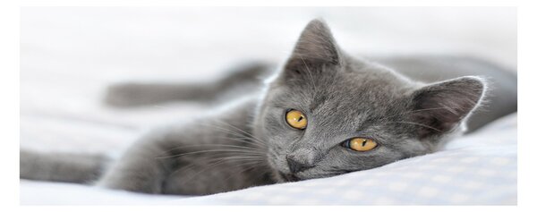 Foto obraz akrylové sklo Sivá mačka
