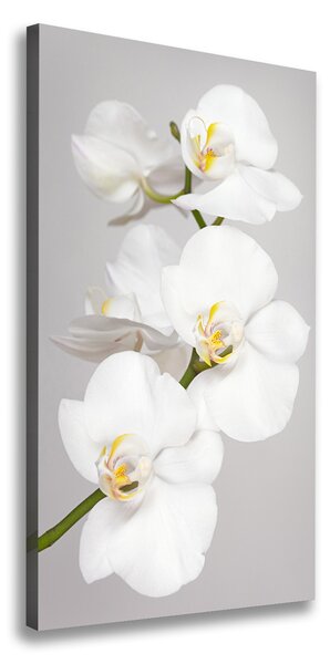 Foto obraz na plátne Biela orchidea