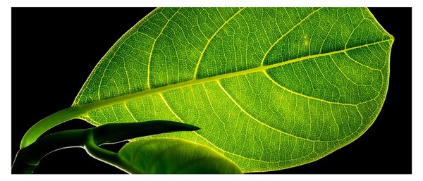 Obraz - zelený list (120x50 cm)