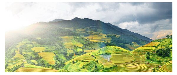 Obraz plantáže (120x50 cm)