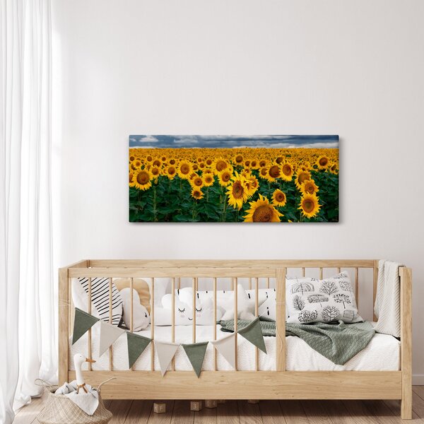 Obraz slnečnicového poľa (120x50 cm)