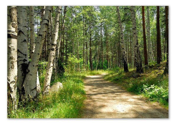 Foto obraz sklenený horizontálne Chodník v lese
