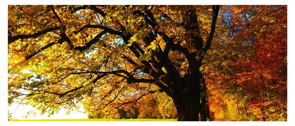 Obraz jesene (120x50 cm)