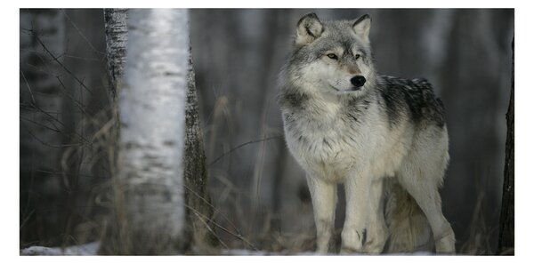 Foto obraz fotografie na skle sivý vlk
