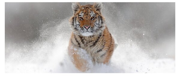 Obraz bežiaceho tigra v snehu (120x50 cm)