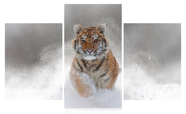 Obraz bežiaceho tigra v snehu (90x60 cm)