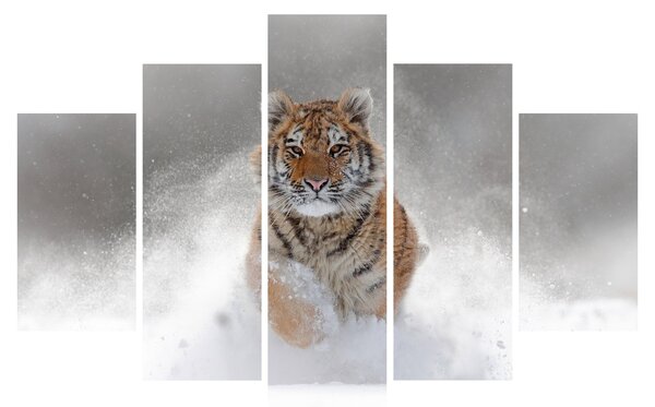 Obraz bežiaceho tigra v snehu (150x105 cm)