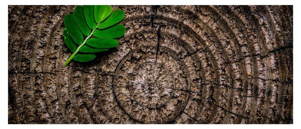 Obraz listu na kmeni stromu (120x50 cm)