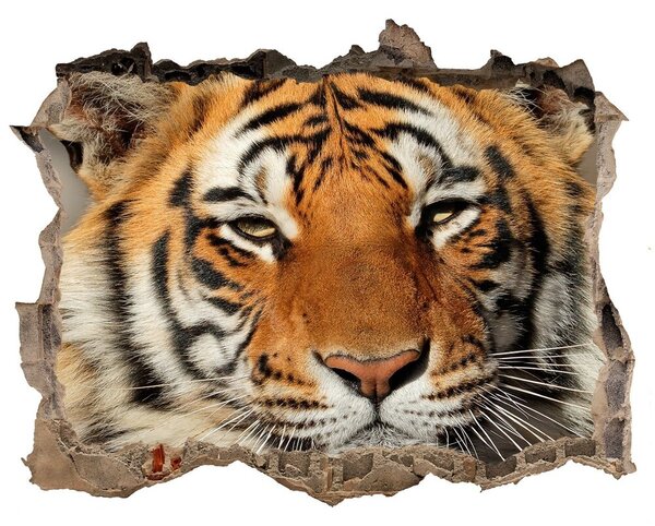 Díra 3D foto tapeta nálepka Tiger bengálsky nd-k-88747131