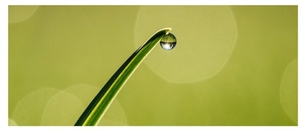 Obraz kvapky vody na tráve (120x50 cm)