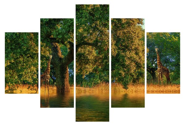 Obraz žirafy v prírode (150x105 cm)