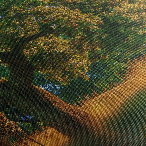 Obraz žirafy v prírode (120x50 cm)