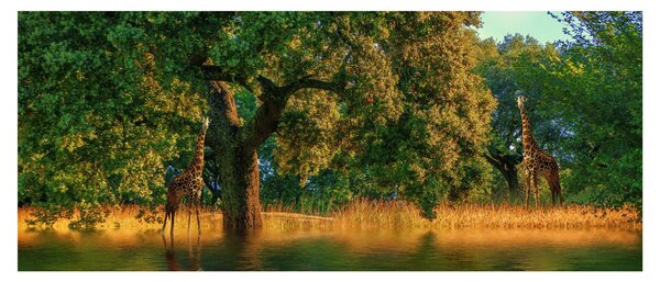 Obraz žirafy v prírode (120x50 cm)