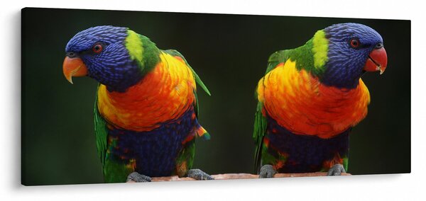 Obraz papagájov (120x50 cm)