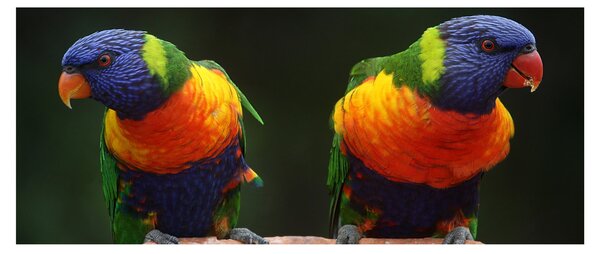 Obraz papagájov (120x50 cm)