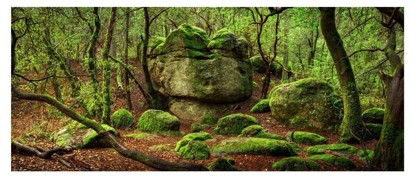 Obraz čarovného lesa (120x50 cm)