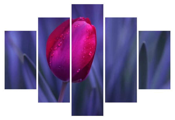 Obraz pupete tulipánu (150x105 cm)