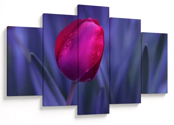 Obraz pupete tulipánu (150x105 cm)