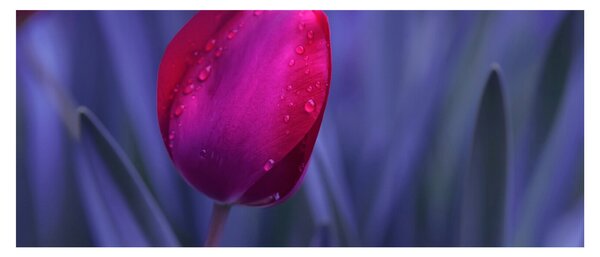 Obraz pupete tulipánu (120x50 cm)