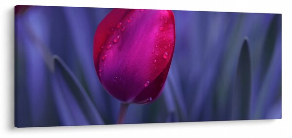 Obraz pupete tulipánu (120x50 cm)
