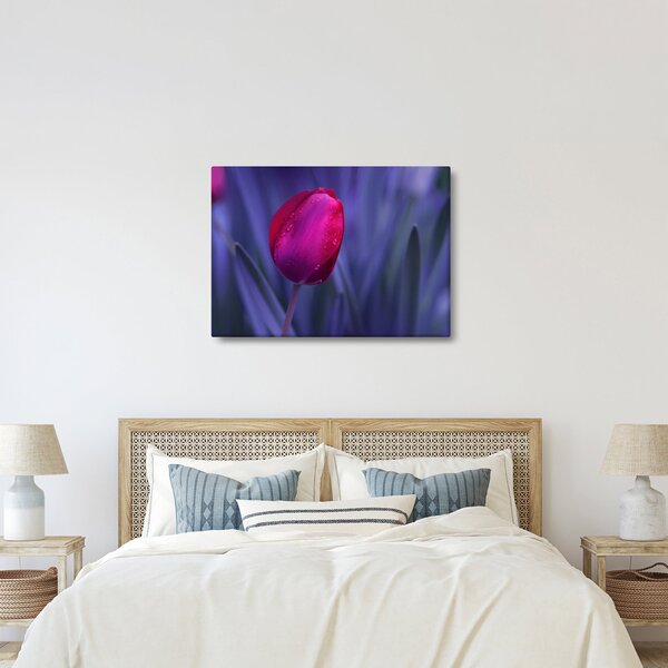 Obraz pupete tulipánu (70x50 cm)