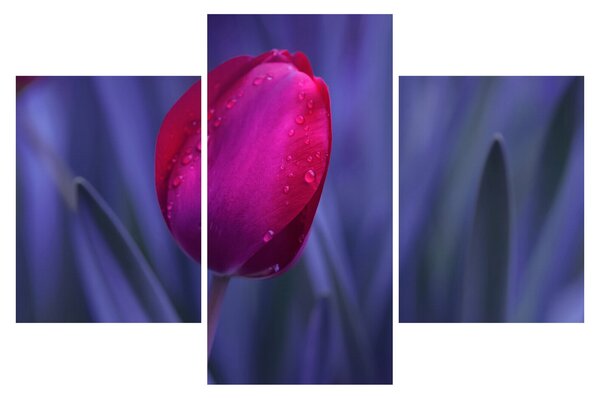 Obraz pupete tulipánu (90x60 cm)