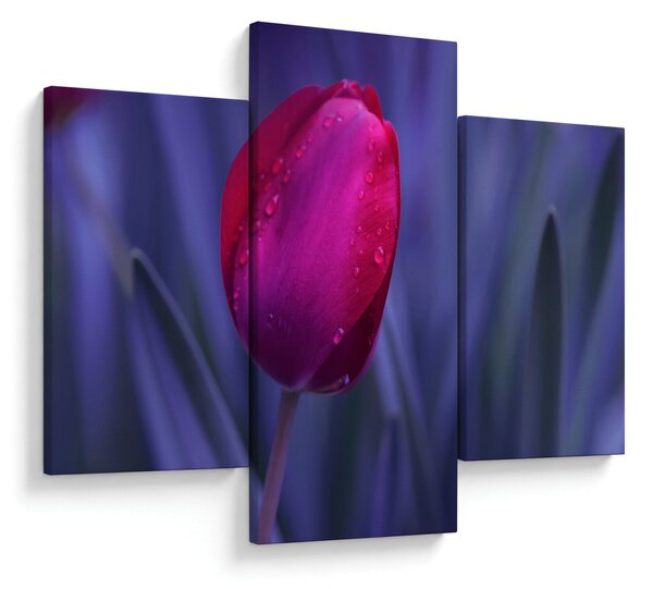 Obraz pupete tulipánu (90x60 cm)