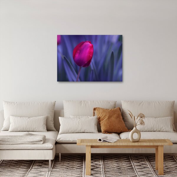Obraz pupete tulipánu (70x50 cm)