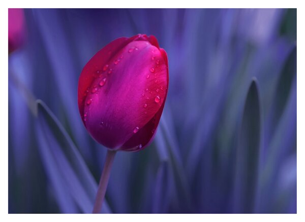 Obraz pupete tulipánu (70x50 cm)