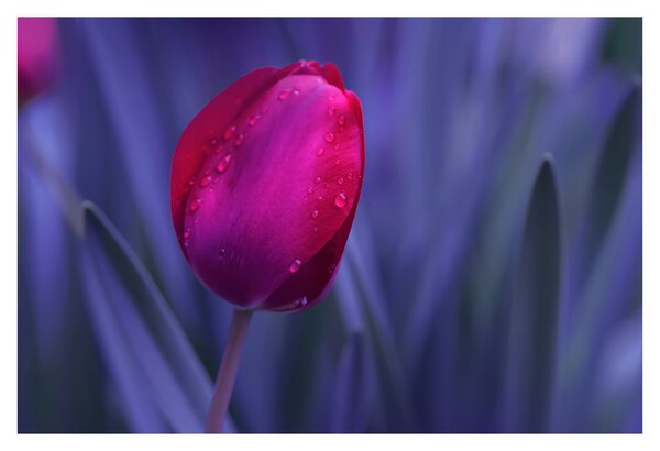 Obraz pupete tulipánu (90x60 cm)