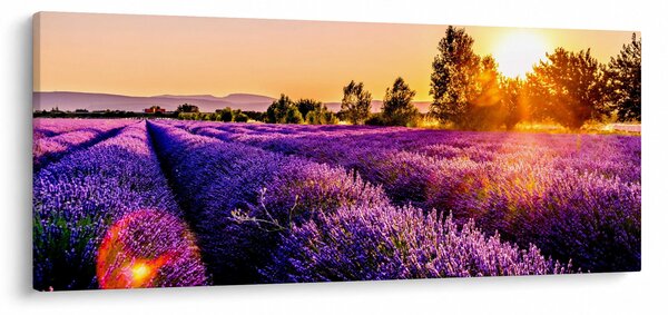 Obraz levanduľového poľa (120x50 cm)