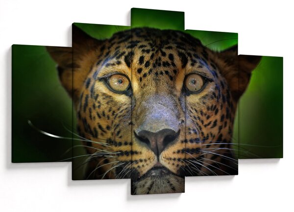 Obraz - Portrét leoparda, Sri Lanka (150x105 cm)