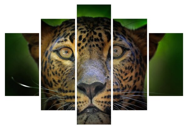 Obraz - Portrét leoparda, Sri Lanka (150x105 cm)