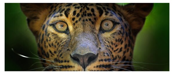 Obraz - Portrét leoparda, Sri Lanka (120x50 cm)