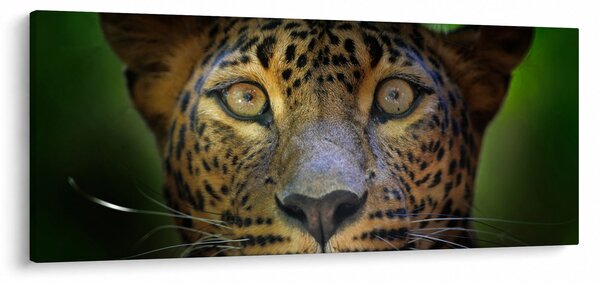 Obraz - Portrét leoparda, Sri Lanka (120x50 cm)