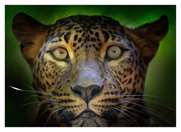 Obraz - Portrét leoparda, Sri Lanka (70x50 cm)