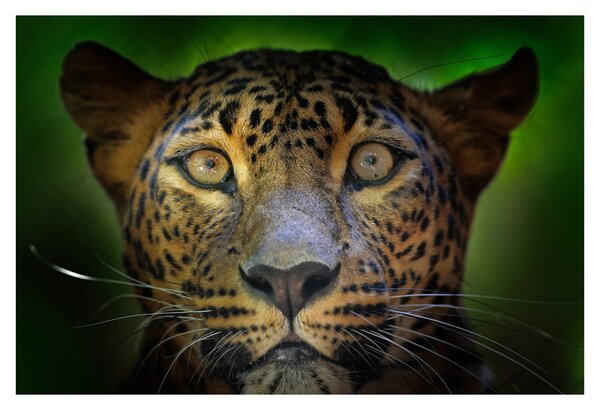 Obraz - Portrét leoparda, Sri Lanka (90x60 cm)