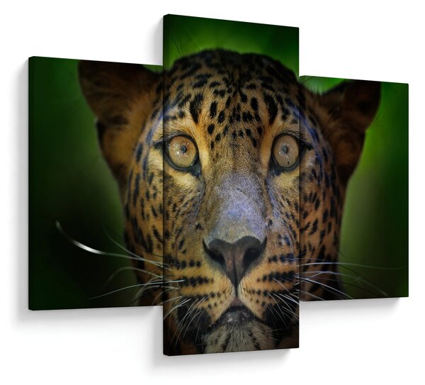 Obraz - Portrét leoparda, Sri Lanka (90x60 cm)
