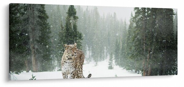 Obraz leoparda v snehu (120x50 cm)