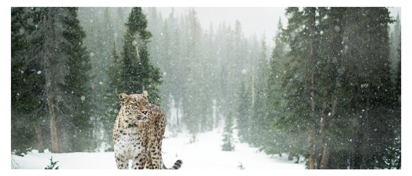 Obraz leoparda v snehu (120x50 cm)