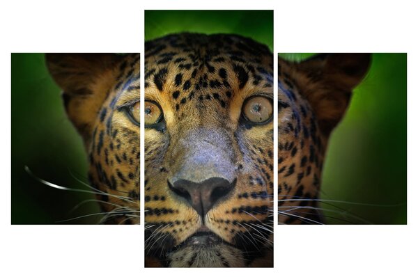 Obraz - Portrét leoparda, Sri Lanka (90x60 cm)