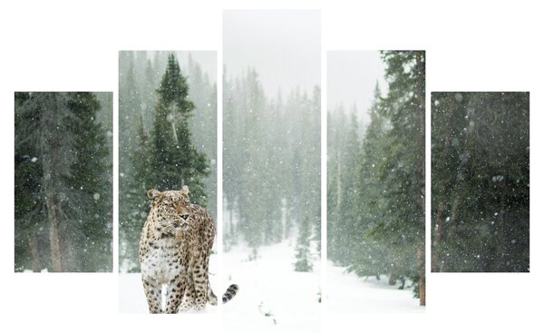 Obraz leoparda v snehu (150x105 cm)