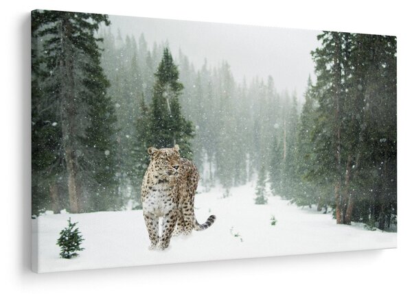 Obraz leoparda v snehu (90x60 cm)