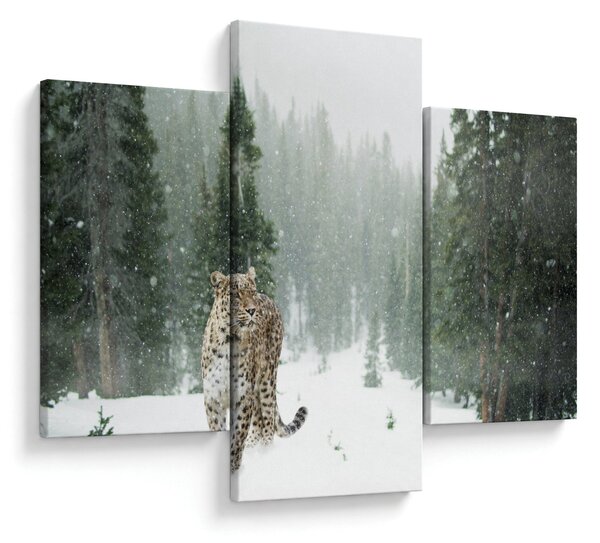 Obraz leoparda v snehu (90x60 cm)
