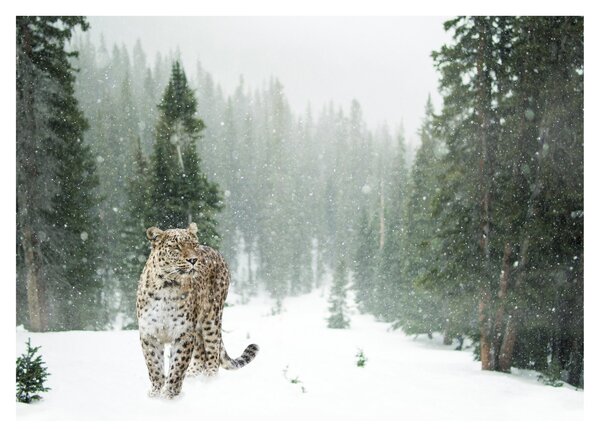 Obraz leoparda v snehu (70x50 cm)
