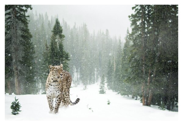 Obraz leoparda v snehu (90x60 cm)