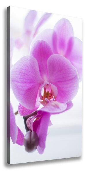 Foto obraz na plátne Ružová orchidea